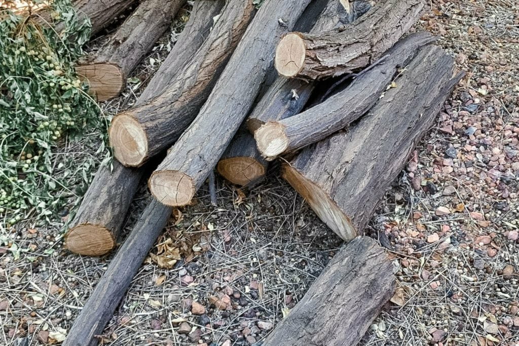 An image of tree clippings for wood slices